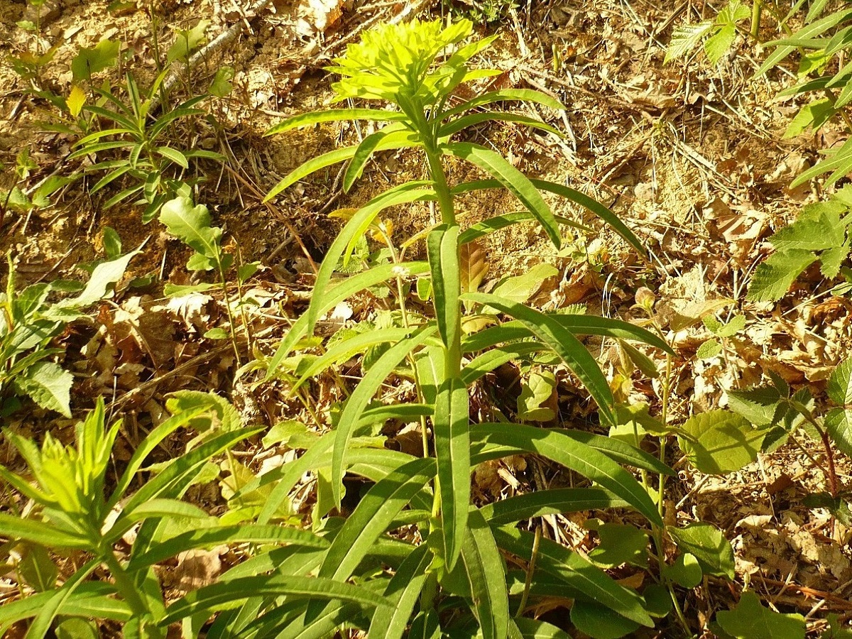 Euphorbia illirica (Euphorbiaceae)
